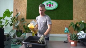 Супер живучий суккулент Агава пересадка в грунт Seramis