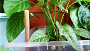 Огород на балконе 1 июля 2019