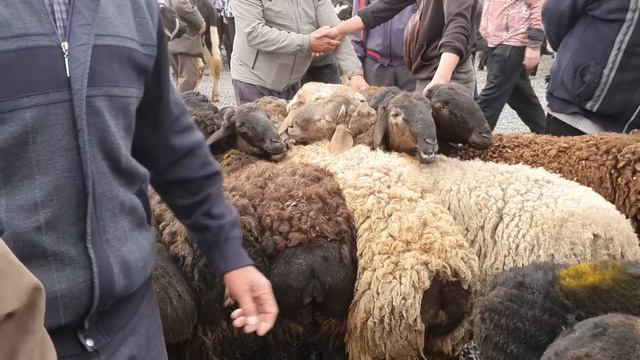 AVVAL BOZORI. QUCHQORLAR VA QUZILAR NARHLARI. 08,04,2023,