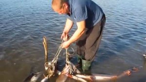 РЫБАЛКА СЕВЕРНАЯ СОСЬВА ХМАО