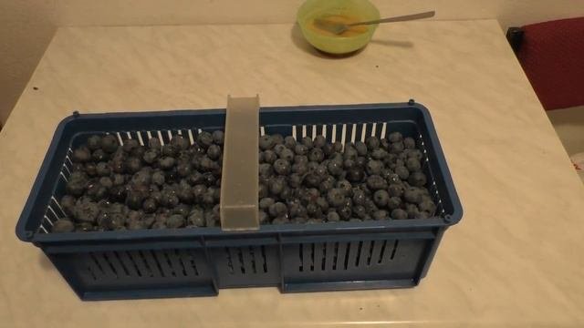 Борувка полезная ягода Польши Что делают из борувки Голубики в Польше Poland