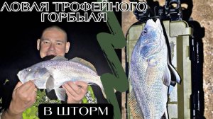 Ловля трофейного горбыля в шторм!