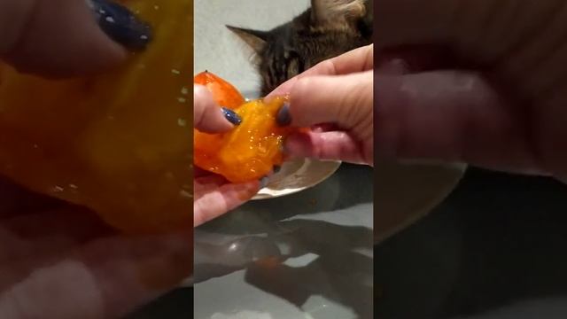 КОРМЛЕНИЕ ДИКИХ ЗВЕРЕЙ ч. 5 #котыкошки#