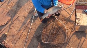 Карп рыбалка. Ловля Карпа на реке. Карповый трофей 2018 Часть 1