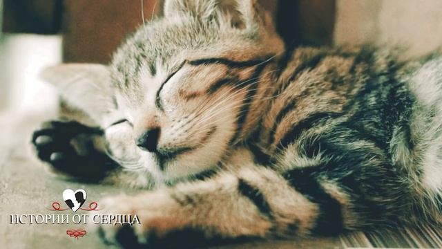 "Тетя, а у Вас есть хлеб? Мне для братика, а я потреплю." обратилась малышка к женщине. смотреть онлайн