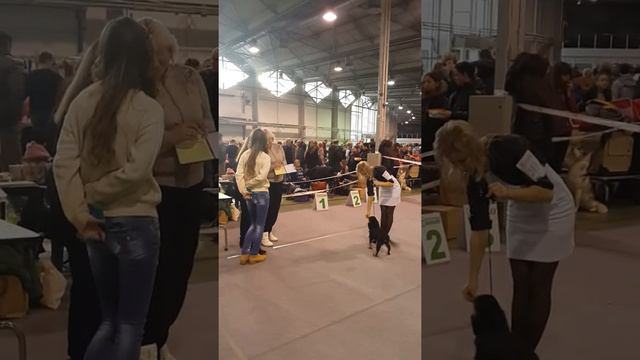 Выставка собак "Столица 2014" 23.11.2014 смотреть онлайн