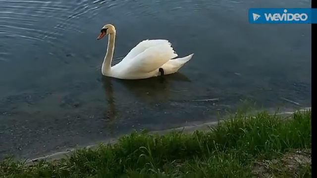 Стихотворение Ирины Осипенко "Одинокий лебедь". смотреть онлайн