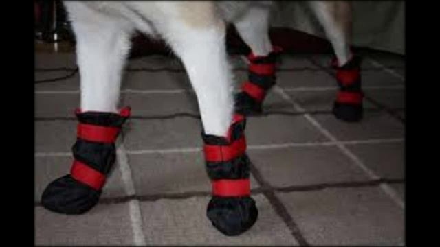 Магазин для собак обувь смотреть онлайн