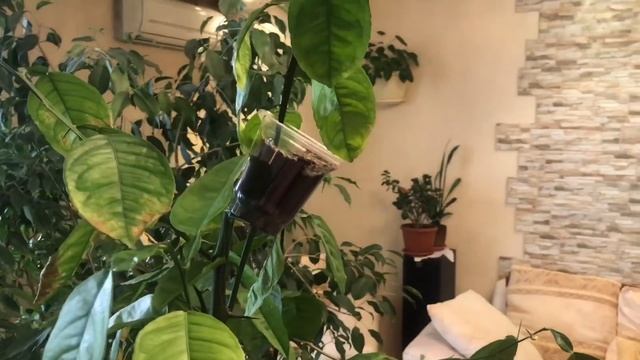 Неудачный опыт с цитокининовой пастой... смотреть онлайн