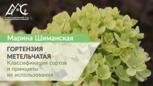 Гортензия метельчатая