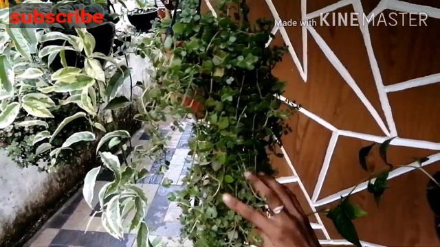 #hanging plants #my hanging plants #hanging plant names