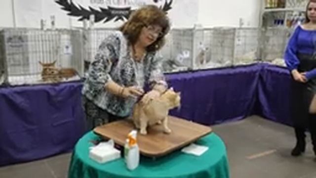 Выставка КЛК "LEORUSS" "Юбилейная" 2024 | Saturday Jubilee Show смотреть онлайн