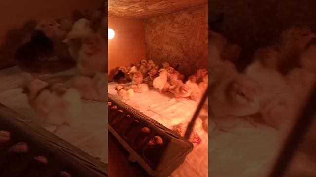 Вылуп птенцов Ломан Браун. 04.02.2023 смотреть онлайн