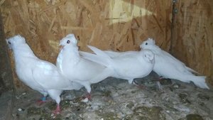 Белые двухчубые бакинцы, или Туркестанцы, или Махачкалинцы #голуби #бишкек #двухчубые #бакинцы