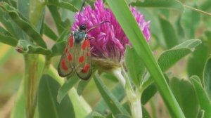 Бабочка. Пестрянка лядвенцевая ( Zygaena loti )