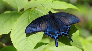 Парусник (махаон) Маака - (Papilio maackii)