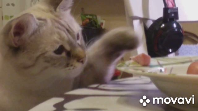 ПОХИЩЕНИЕ САРДЕЛЬКИ!!КОШКА ВОРУЕТ КУСОЧЕК САРДЕЛЬКИ!!ПРИКОЛ!!КАНАЛ НАША ТОСЬЕНДА!! смотреть онлайн