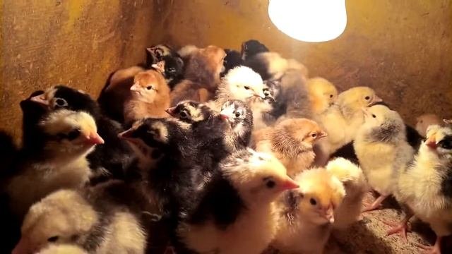 Эксперимент зимой. Помесные цыплята от петуха Пушкинского и кур Адлерских и Билефельдер. 13.01.21.