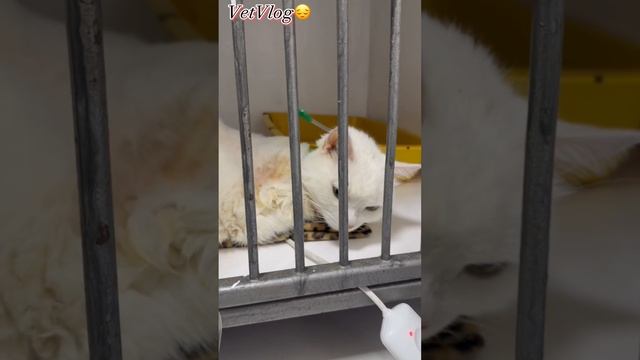 Не всегда победа на нашей стороне ☹️ #vetvlog #dog #vet #cat