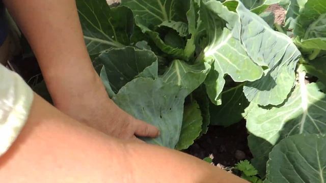 Ранняя капуста завязывает кочаны. смотреть онлайн