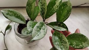 Любимые серебряные хойечки: Grey Ghost, AH-074, Лакуноза сильвер эскимо.