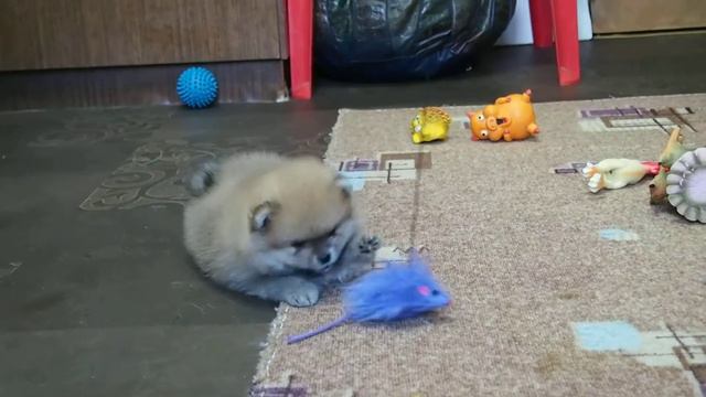 Померанец смотреть онлайн