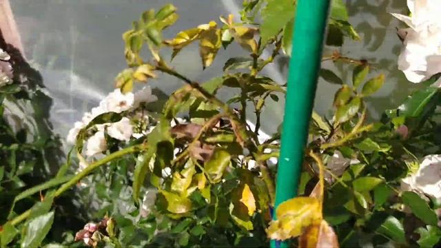 Роза MEIDILAND.  Самая колючая плетущаяся роза на моем участке. Пытаюсь понять как ее выращивать. смотреть онлайн