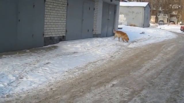 Золотистый ретривер на прогулке смотреть онлайн