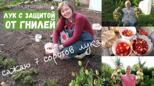 Гниёт лук? Посадите лук с защитой от гнилей! / Как спасти лук от пероноспороза?