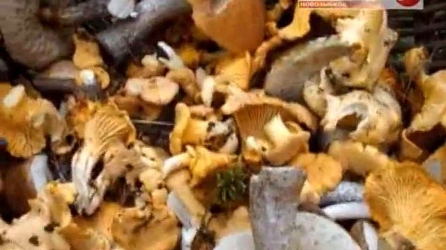 Лукошко фонит смотреть онлайн