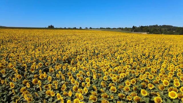 подсолнухи стоковое видео, бесплатно онлайн смотреть онлайн