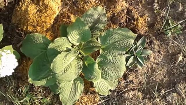 Хоста Lakeside Prophecy (Лайксайд Професи). Видеообзор моей хосты. смотреть онлайн