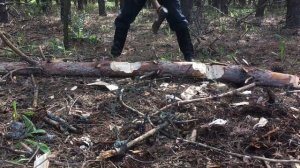 Проверяем в лесу валочный топор "Кремень" 800 мм.