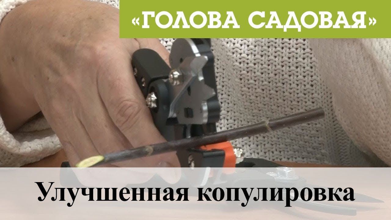 Голова Садовая 2022 Год Новые Видео
