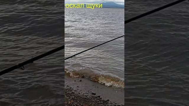 #shorts#Рыбалка на фидер рыба клюёт дуплетом..avi