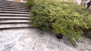 Scalinata di Trinità dei Monti. Primavera a Piazza di Spagna / Испанская лестница в цветах. Рим.