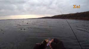 ЩУКА НА ПОВЕРХНОСТНЫЕ ПРИМАНКИ В ЛОПУХАХ.