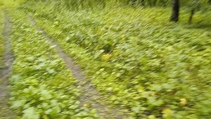 В тайгу за ягодой вместе с сыном. Весело было