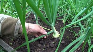 Можно ли обрывать перо у лука-репки?