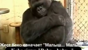 Горилла Коко называет котёнка Мо малышом на яз. жестов