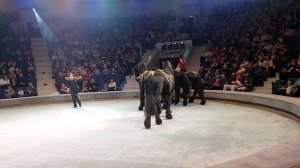 Лошадки на арене. Цирк.