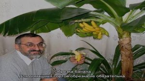 Как вырастить банан в домашних условиях