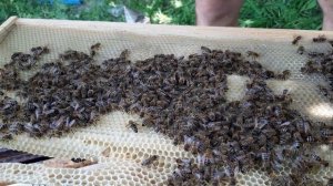 долгожданный роек