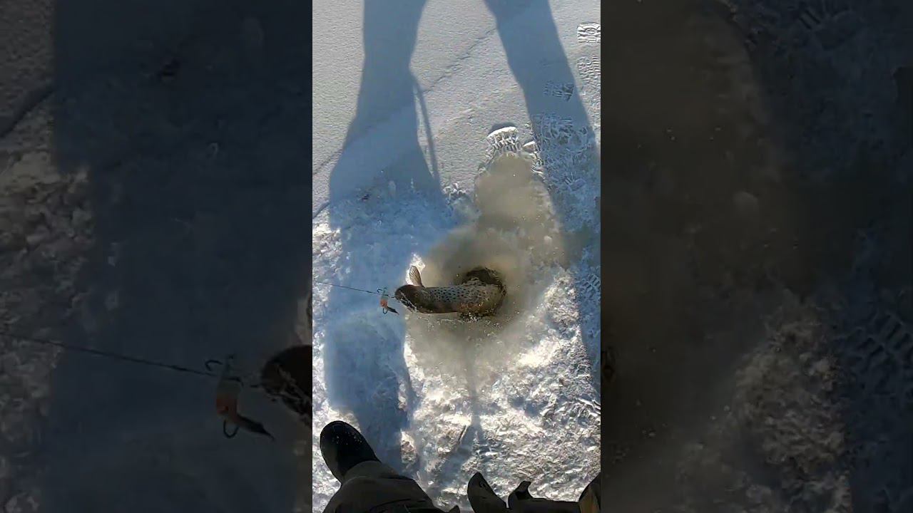 Аааа Щука #рыбалка #яспиннингист смотреть онлайн