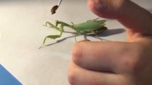 Содержание Богомола дома. МОЙ ДОМАШНИЙ БОГОМОЛ. MY PET PRAYING MANTIS