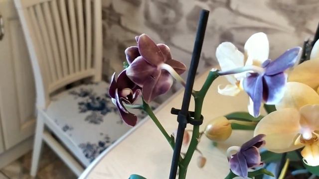 Обзор орхидей в первом домашнем цветении. 🌺 Поливаемся.#орхидеи #уходзаорхидеями #поливорхидей