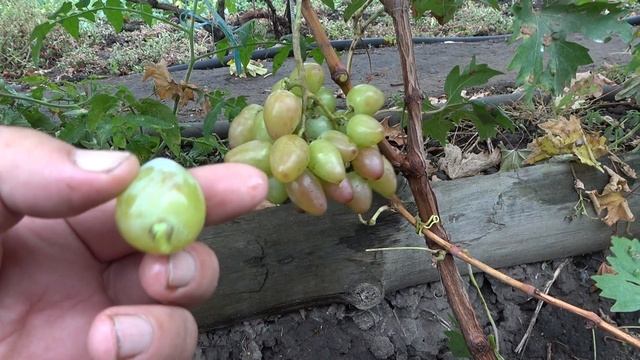 ГФ винограда Бонапарт 2019 смотреть онлайн