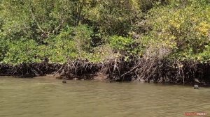 MANGLARES DE TUMBES ? Cuna de las Conchas Negras