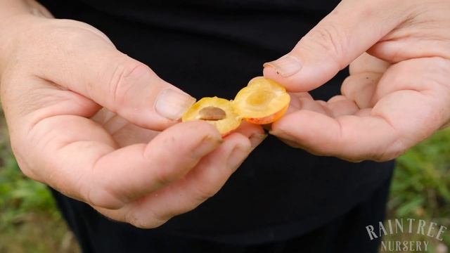 Raintree Fruit Feature: Mirabelle Plums смотреть онлайн