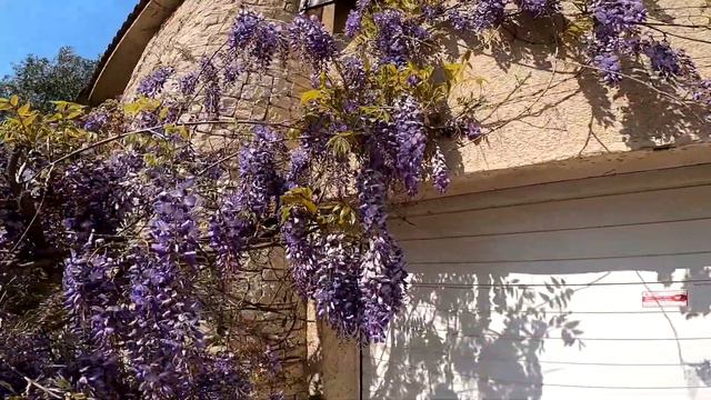 Bourdons noirs, abeilles 🐝 charpentieres pour les puristes. смотреть онлайн